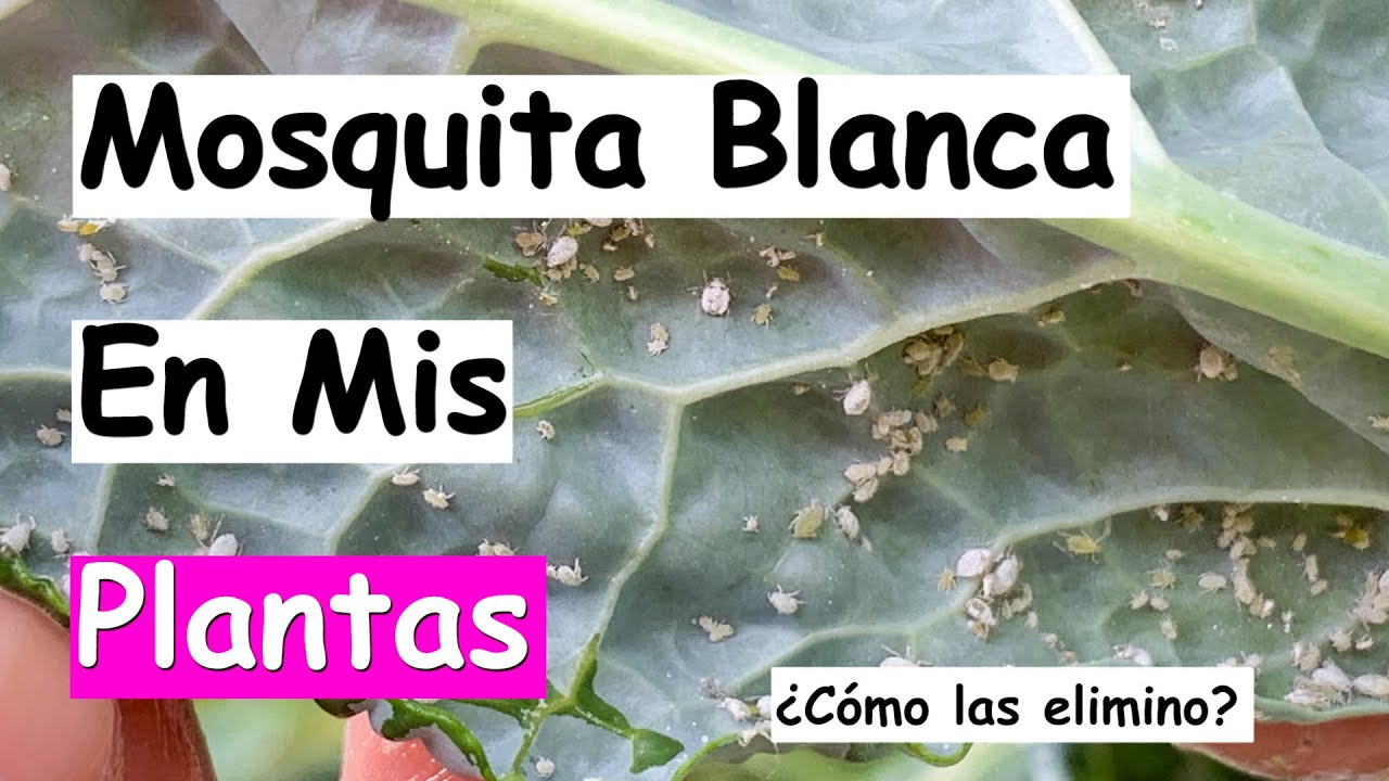 Eliminar Mosca Blanca Fácil | Desierto Verde