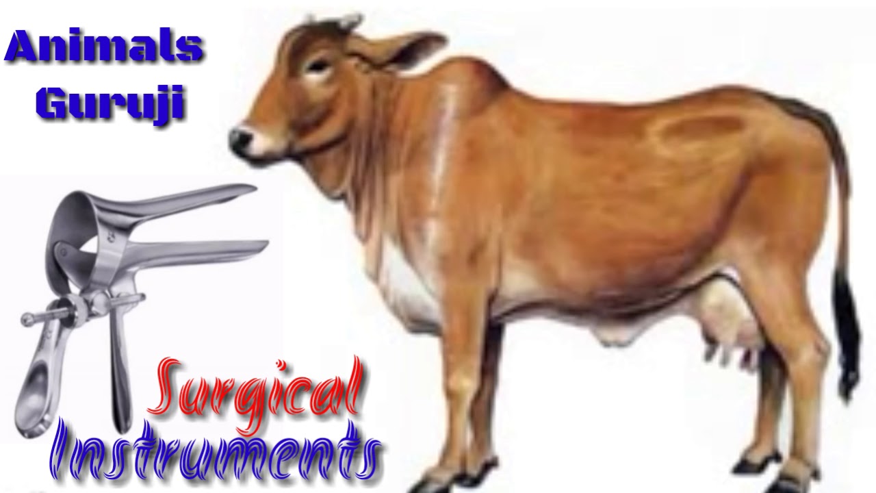 Veterinary Surgical Instruments