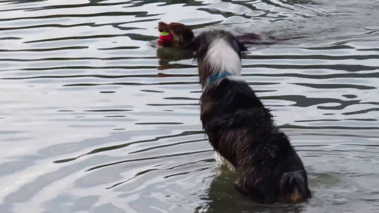 Dogs love water!