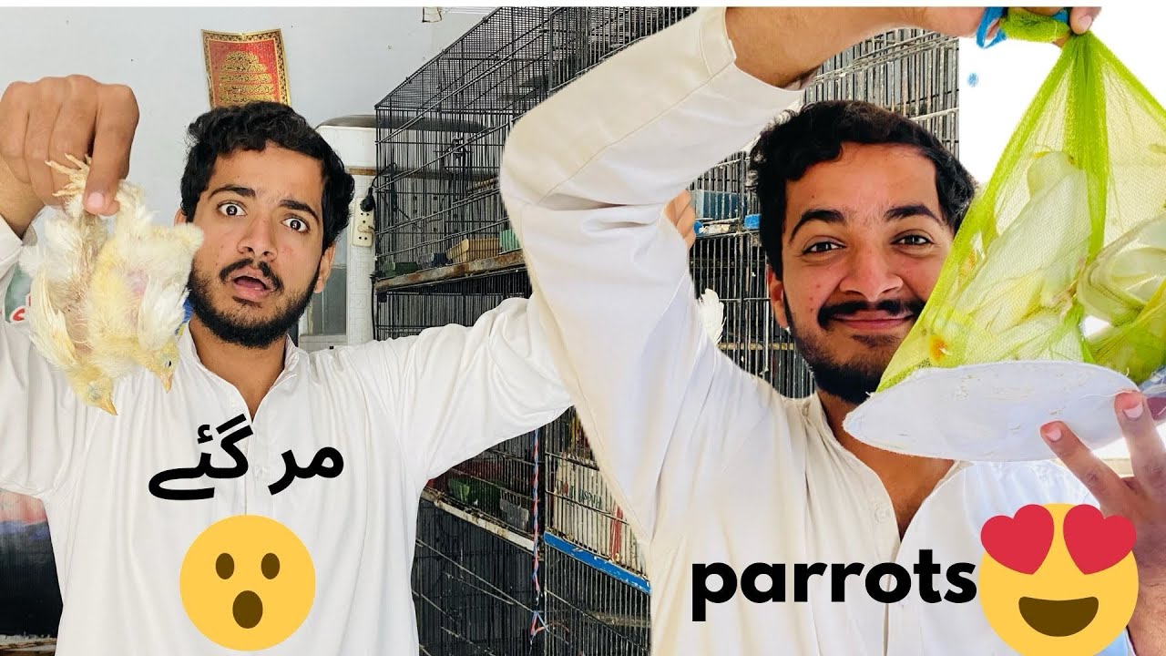 Or parrot ly ay🥰