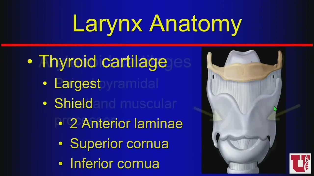The Upper Aerodigestive Tract - Course Sample