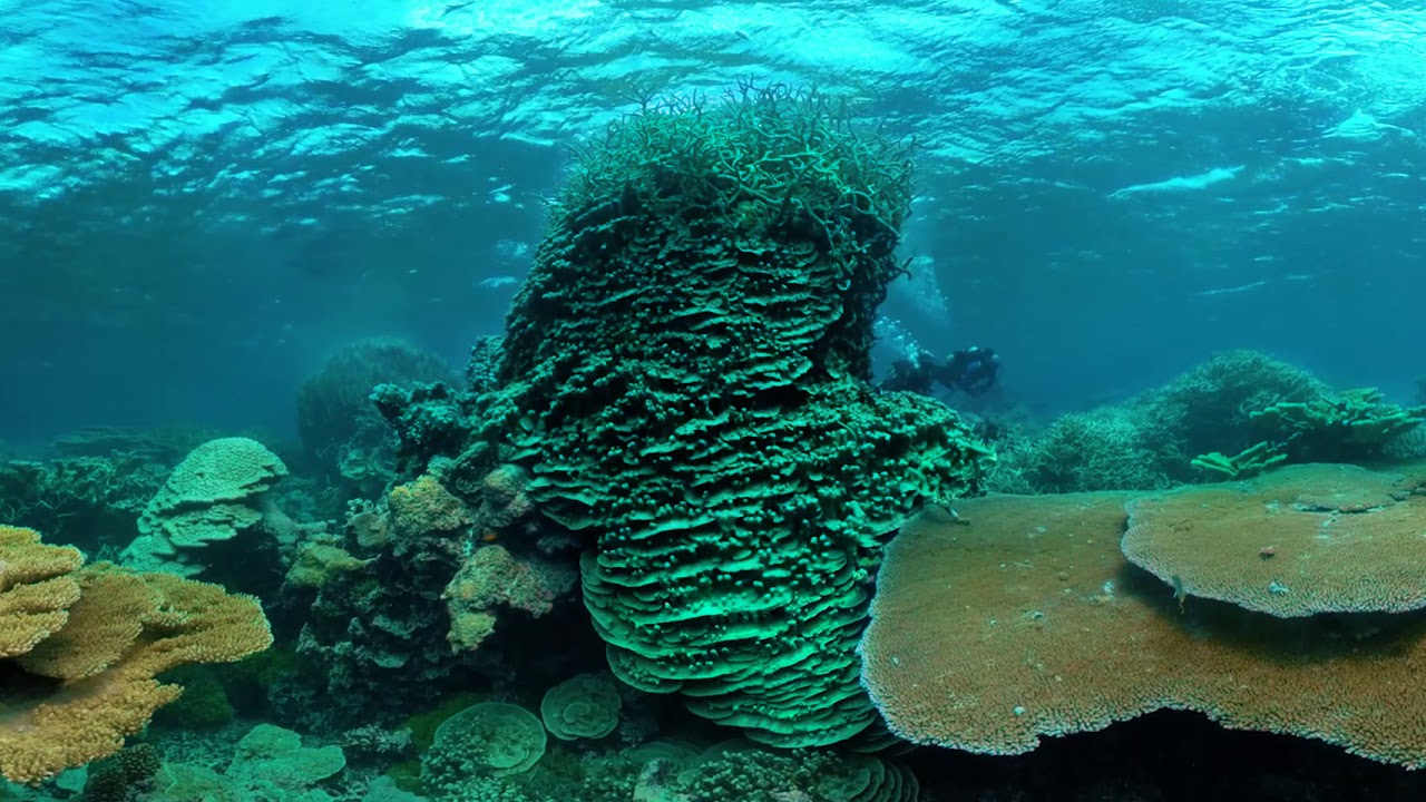Take a Virtual Dive at Palmyra Atoll National Wildlife Refuge
