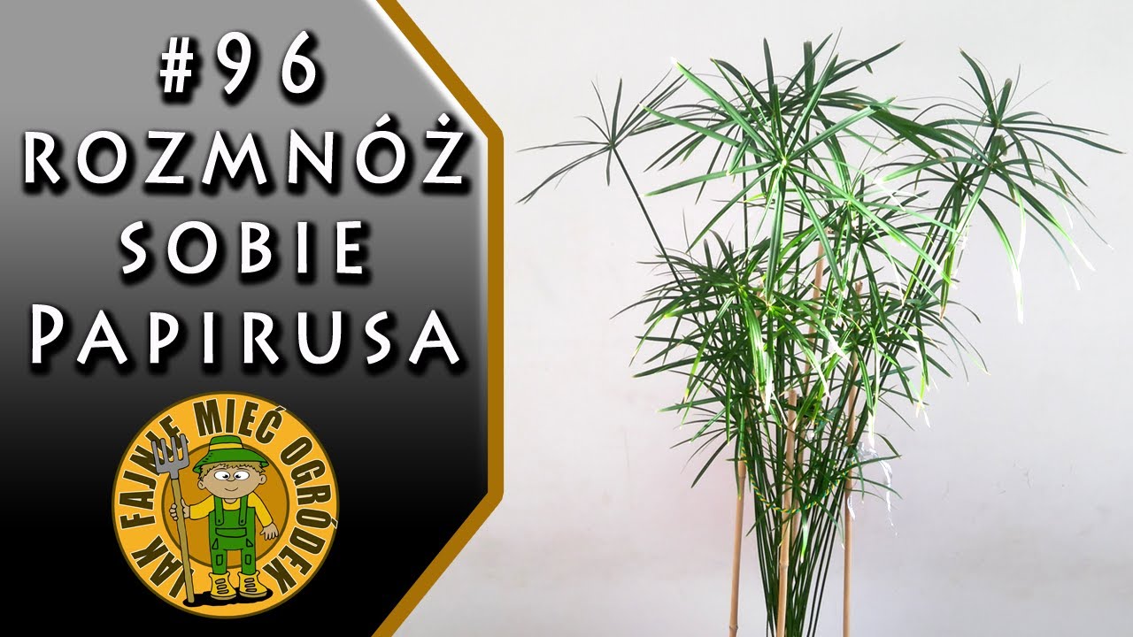 #96 Papirus (cibora, cyperus) - jak rozmnażać papirusa?