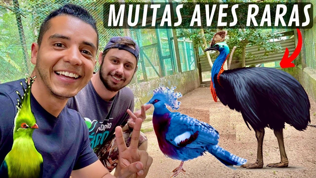 Visitando a criação do Beto Polezel | Casuar | Turacos | Grou coroado | Aves Recriar