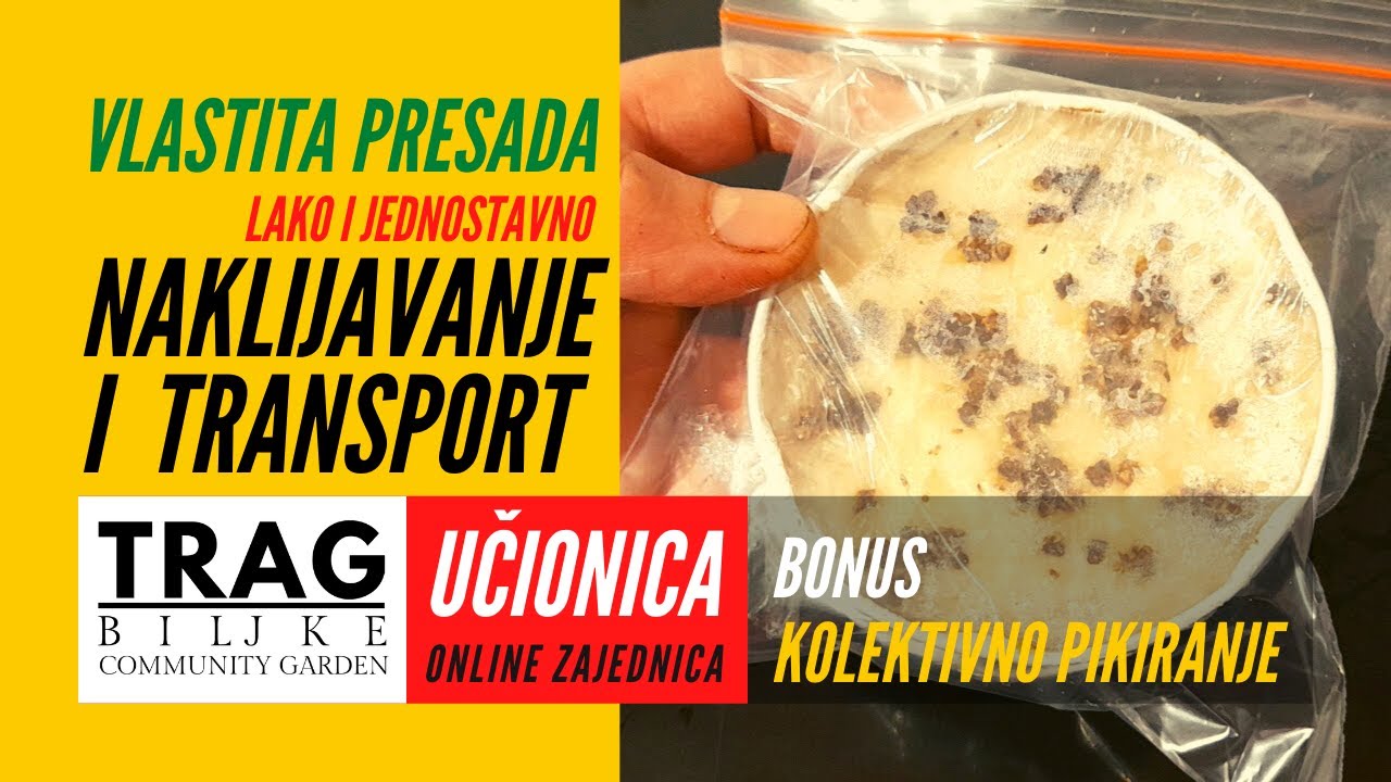 ПРОРАЩИВАНИЕ И ТРАНСПОРТИРОВКА ТРАНСПЛАНТОВ – КЛАСС