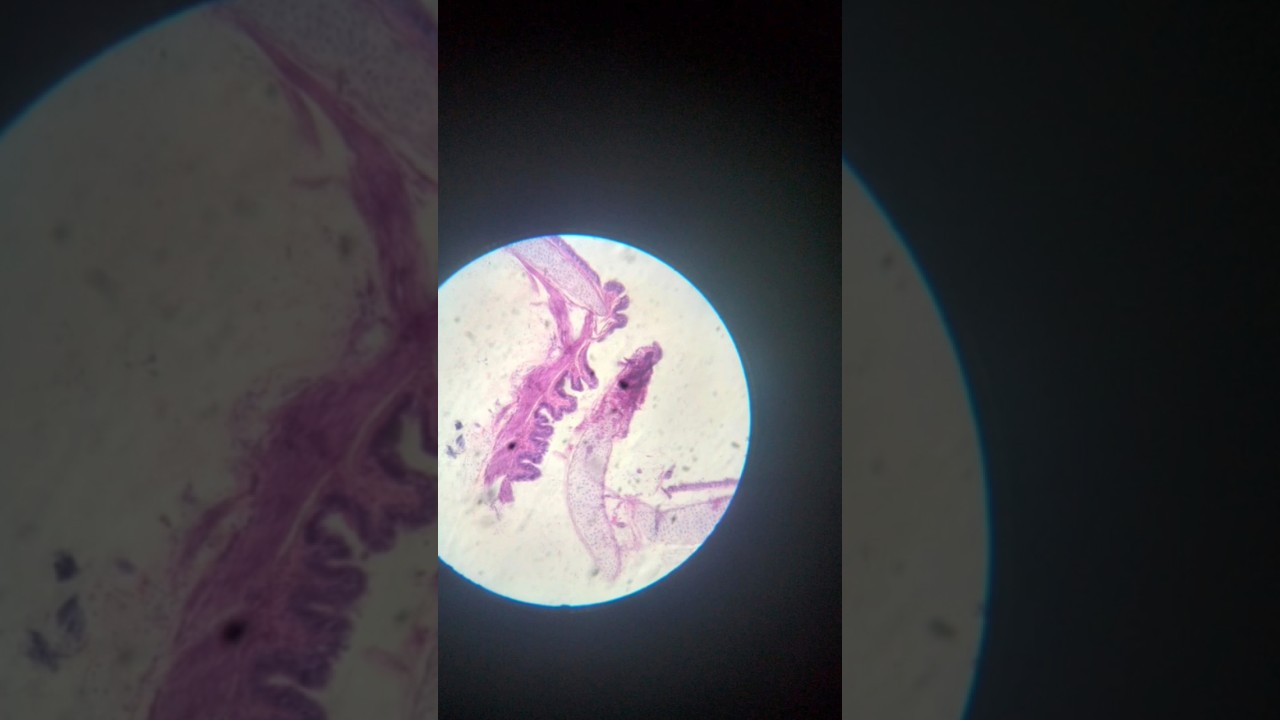 SKIN PART WITH MICROSCOPE HAP LAB||#experiment #laboratory #pharmacy