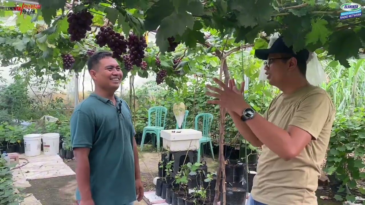Budidaya Anggur di Palembang, Emang bisa hidup ?  // Suara Pangan Elshinta