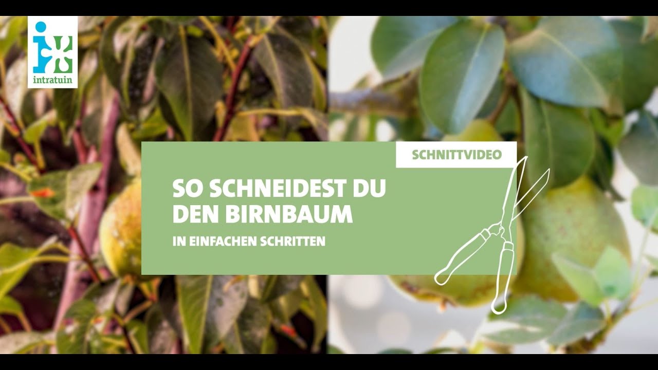 Intratuin - Birnbaum schneiden