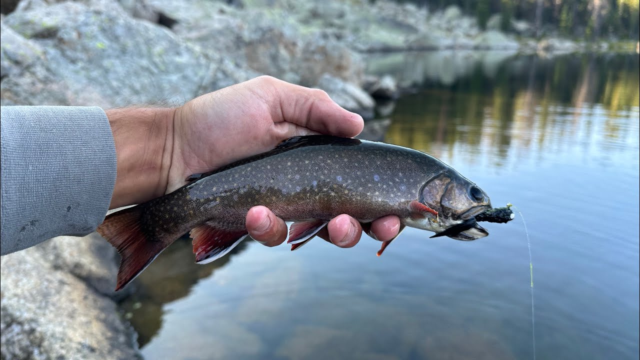 Fishing for Pretty Brook Trout!