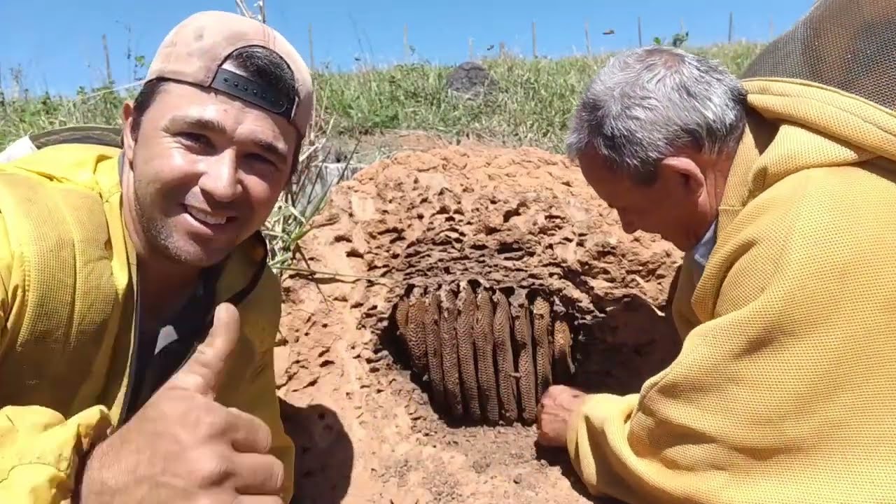 😱 Fiquei emocionado com está descoberta que eu achei no final dessa captura desse enxame 😱😱😱