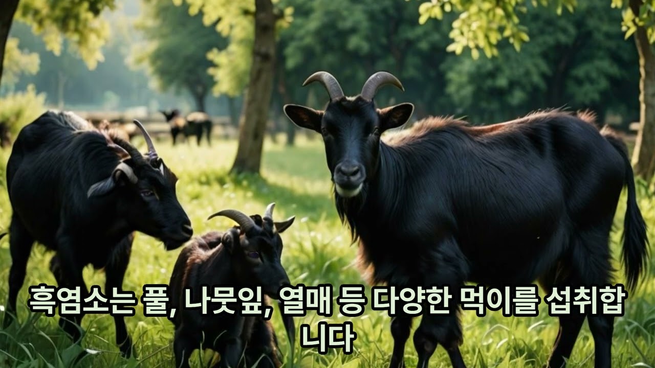 흑염소에 대해 알려드리겠습니다