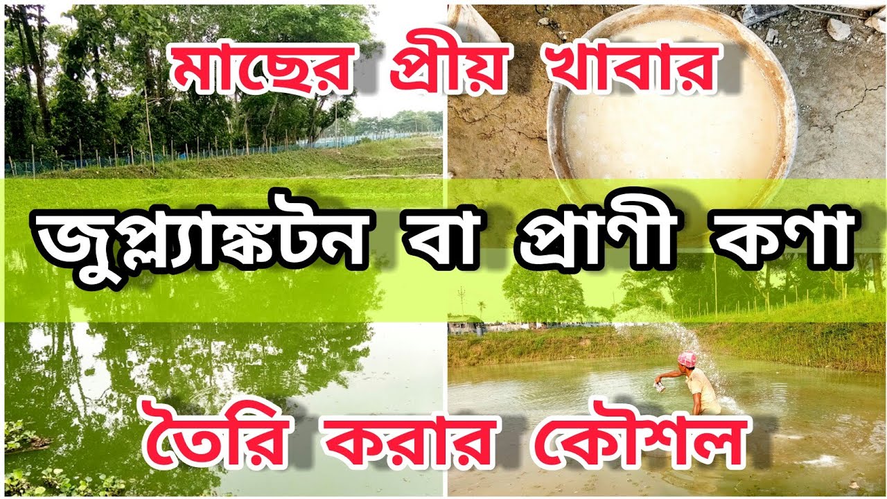 পুকুরে জুপ্লাংকটন তৈরি করার পদ্ধতি ( How to Culture Zooplankton in Fish Pond )মাছের প্রাকৃতিক খাদ্য