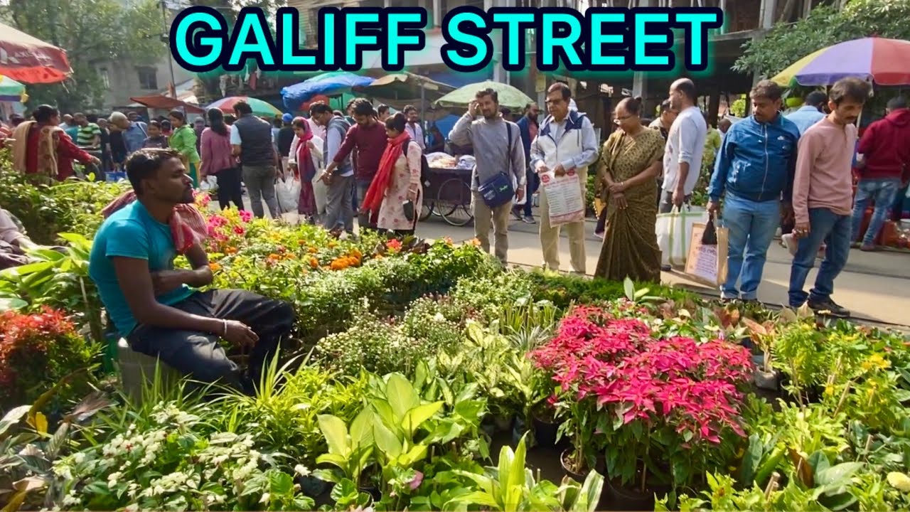 GALIFF STREET FLOWER PLANT PRICE | WEEKEND PLANT AND PET MARKET OF KOLKATA | Best Flowers Forever