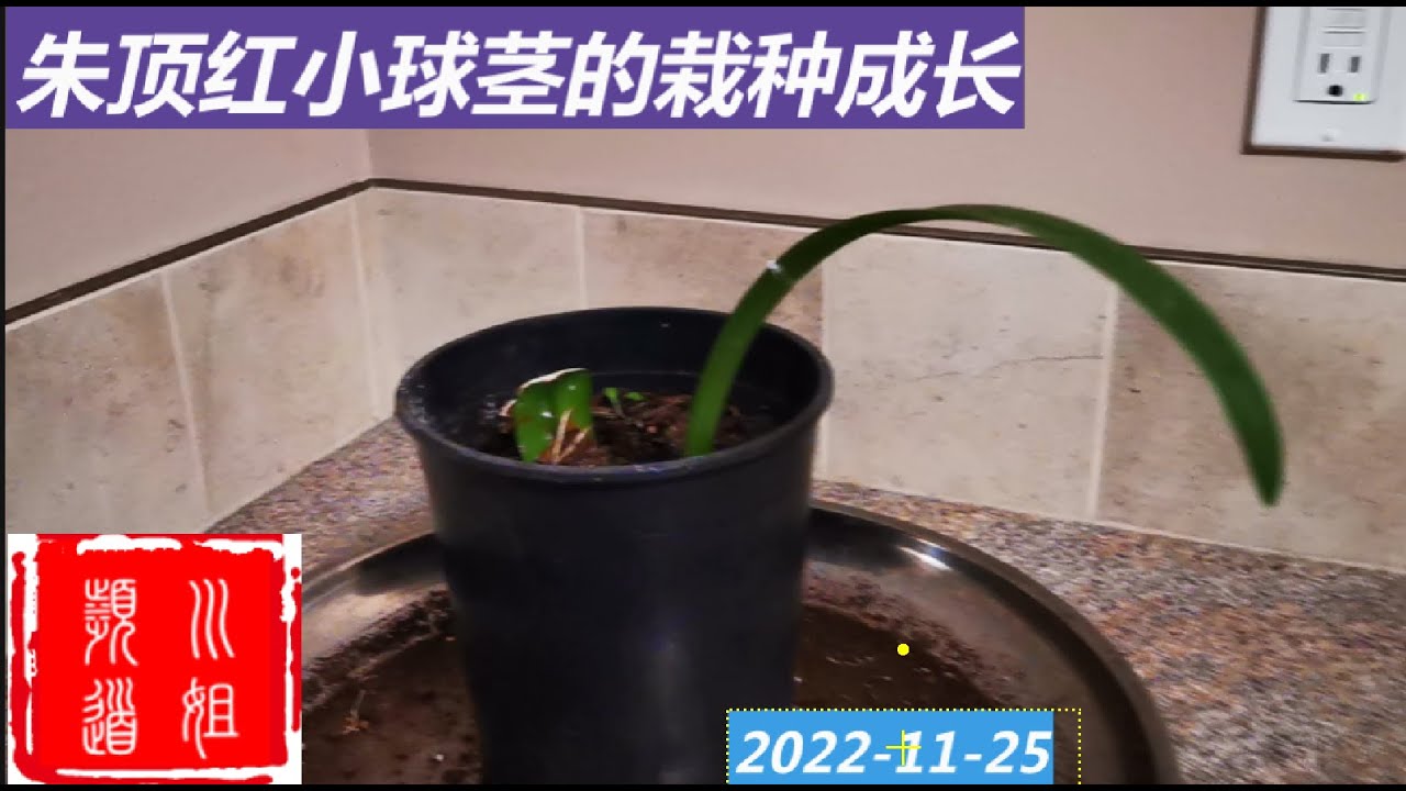 朱顶红小球茎的栽种成长  Cultivation and growth of small bulbs of Amaryllis #Amaryllis /22-69/2022-11-25
