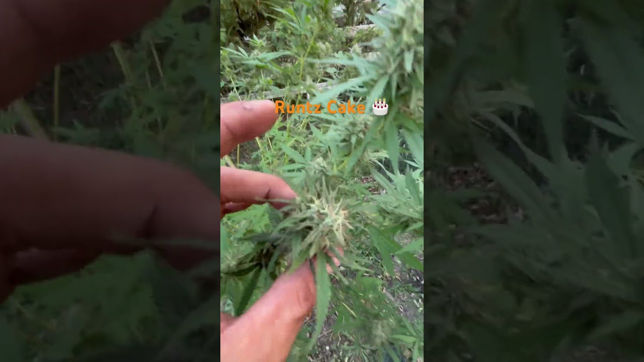 Runtz cake # week away from #harvest #garden #viral #subscribe #cannabisgrowers