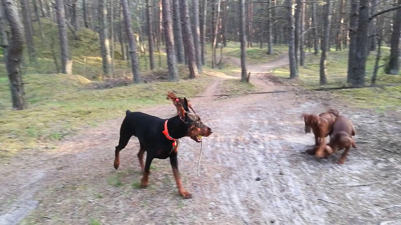 Andbeker German Pinschers and friends