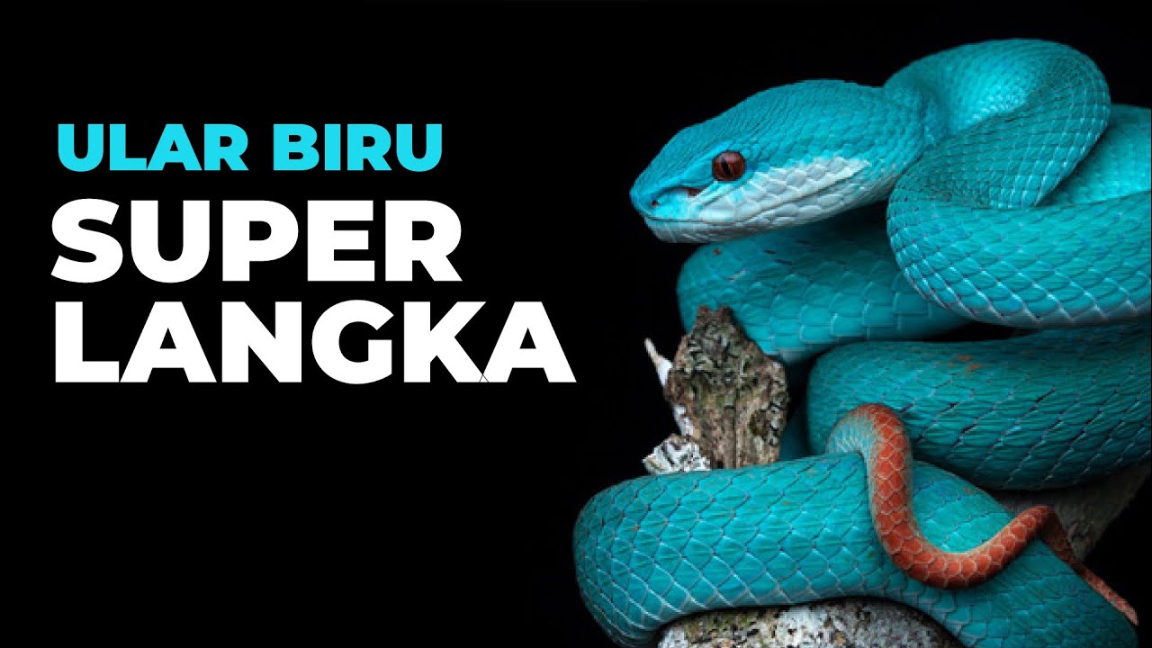 Ular Blue Insularis - Gary De’Snake - Zootopia 2 