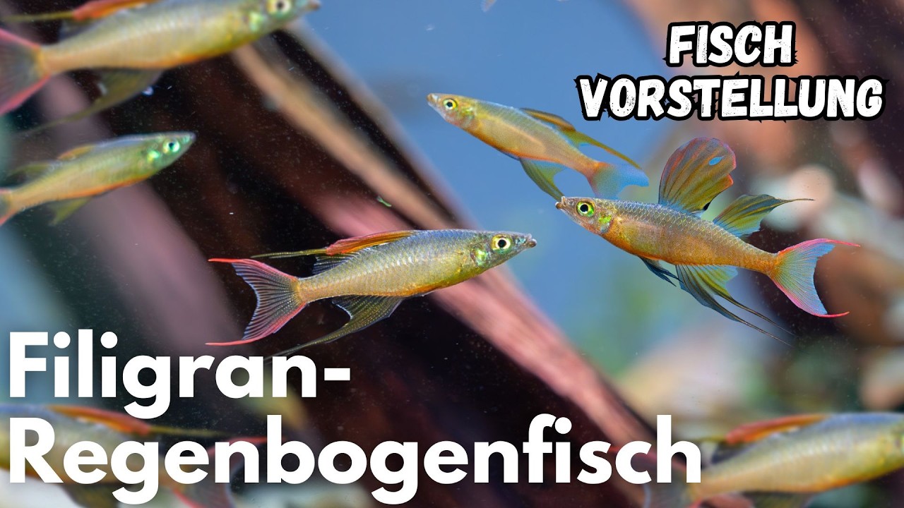 Filigran-Regenbogenfisch - Iriatherina werneri | Liquid Nature Fisch Vorstellung
