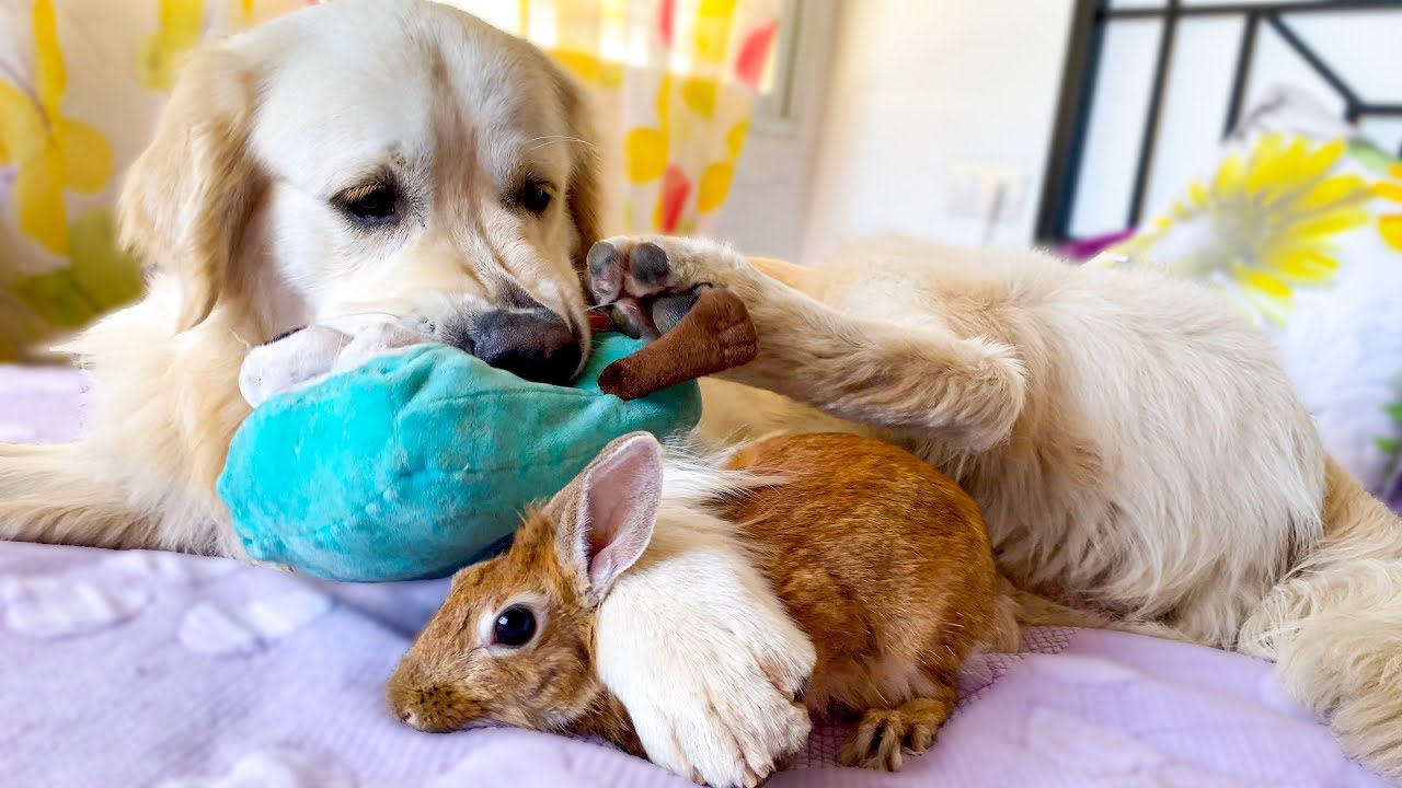 Dog and Rabbit Play on the Bed