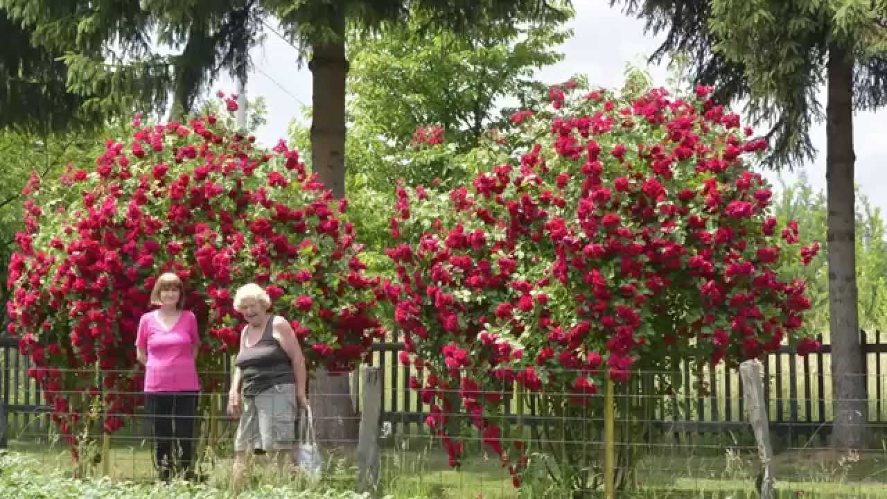 Petar o rodnom Vitezu i Lašvanskoj dolini