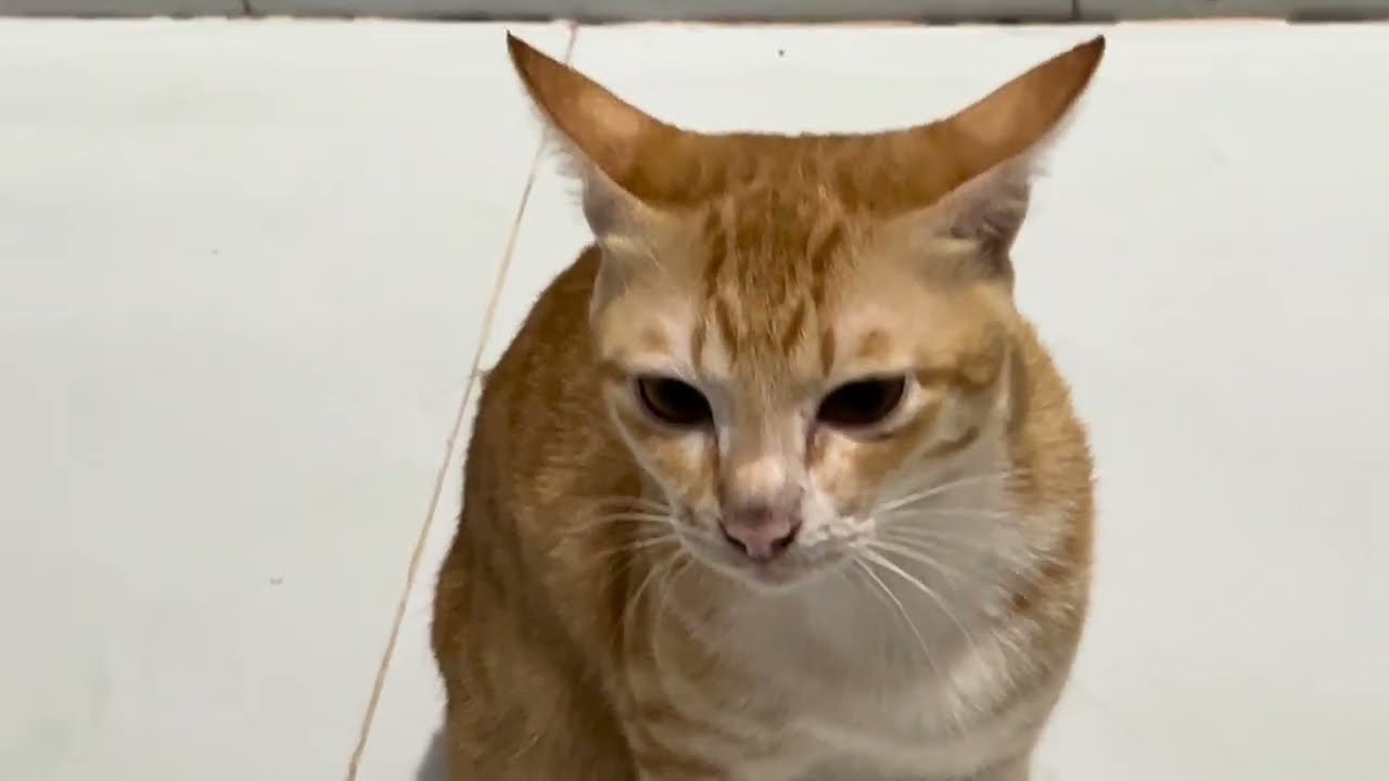 Funny cats videos of 2026 no ads | cat vs cats 🐈 con mèo vàng cam tomcat thích chọc ghẹo mèo gái 🐈 