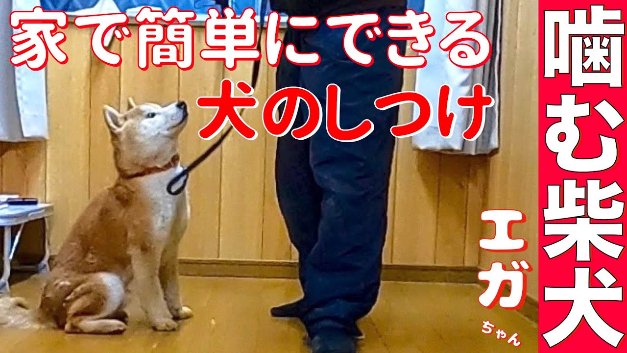 【飼育放棄 噛む柴犬飼育放棄エガちゃん】家で簡単にできる犬のしつけ（主従関係） #StayHome