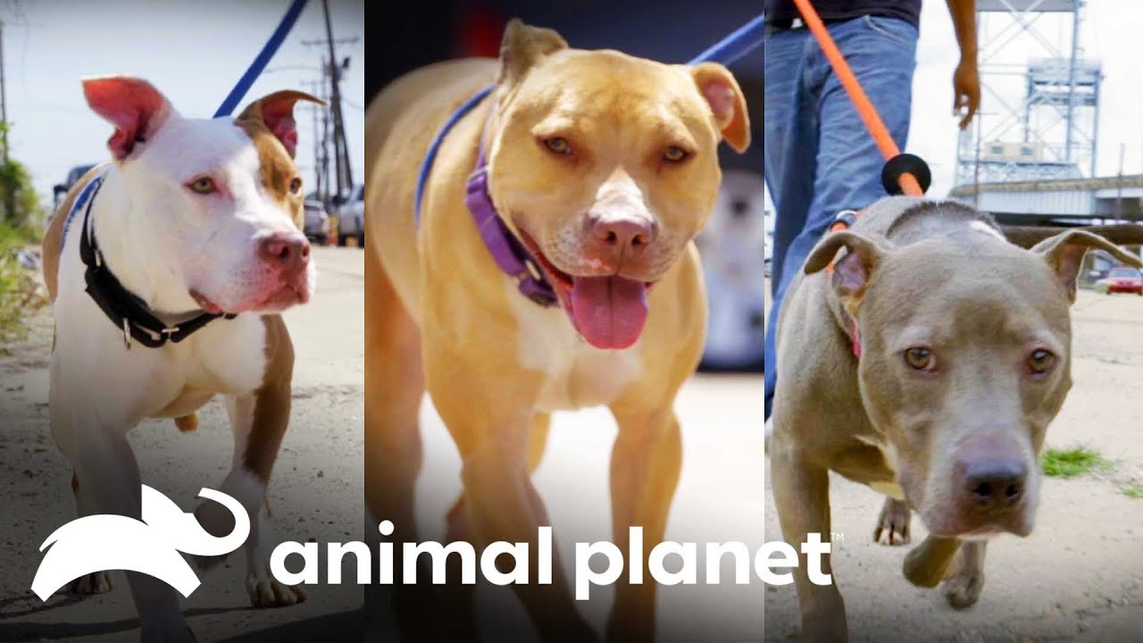 Qual desses Pit bulls você adotaria? | Pit bulls e condenados | Animal Planet Brasil