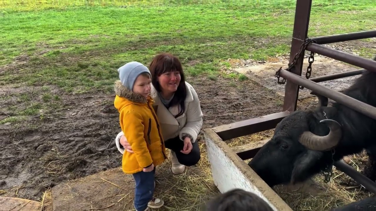 2025 грудень. Закарпаття