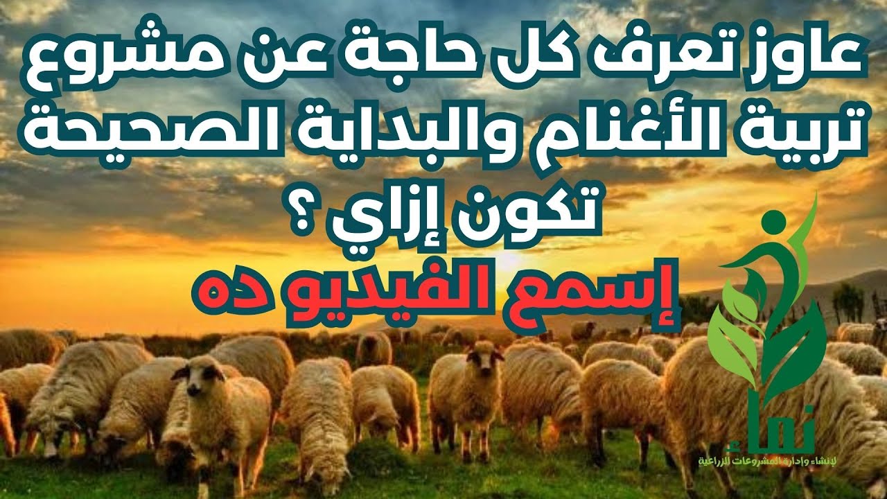 لو عاوز تعرف كل حاجة عن مشروع تربية الاغنام والبداية الصحيحة تكون ازاي اسمع الفيديو ده