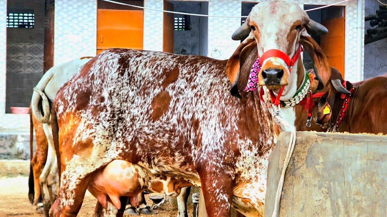 👌Super Quality #Gircow Kabri With Female Calf Available For Sell (9511592301)