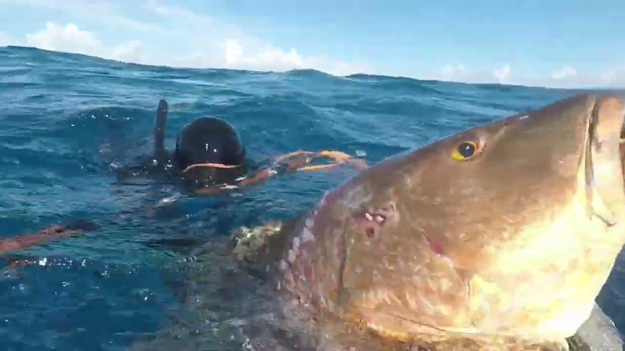 pesca sub enormes ( spearfishing) pesca submarina / pescaria no mar