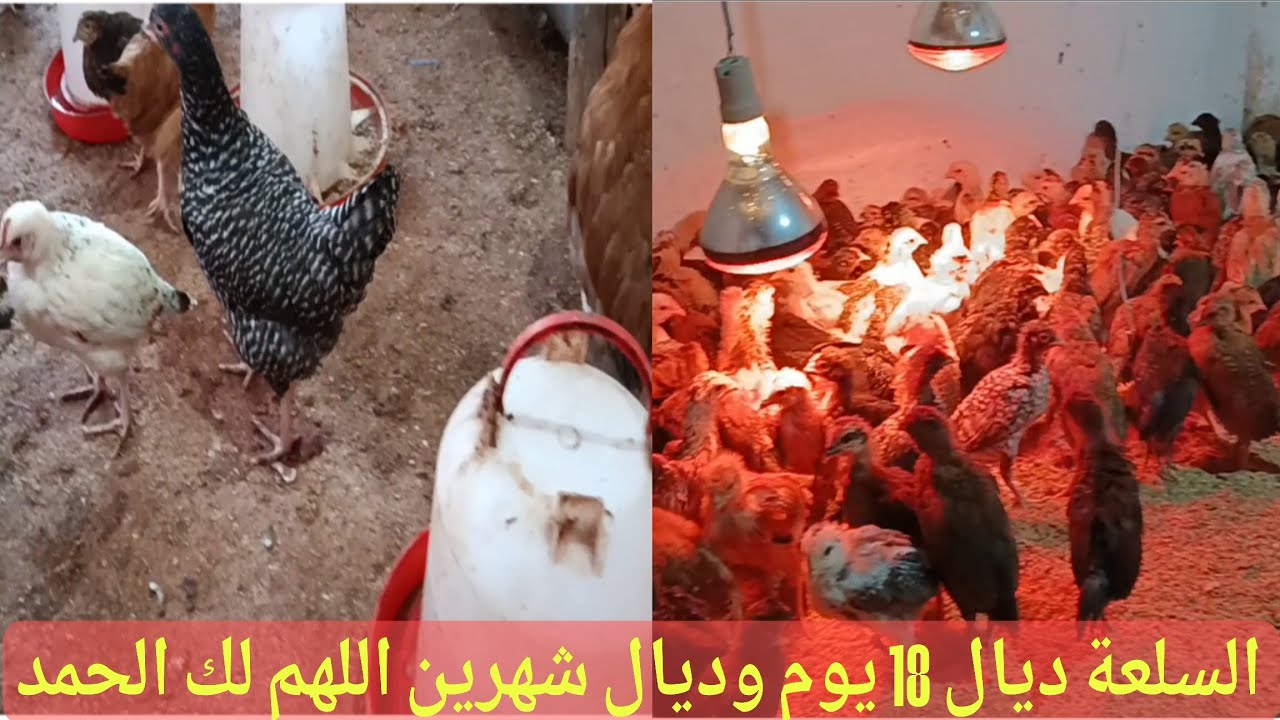 الكتاكيت ديال عمر 18 يوم وديال شهرين ها هما واجدين اللهم لك الحمد