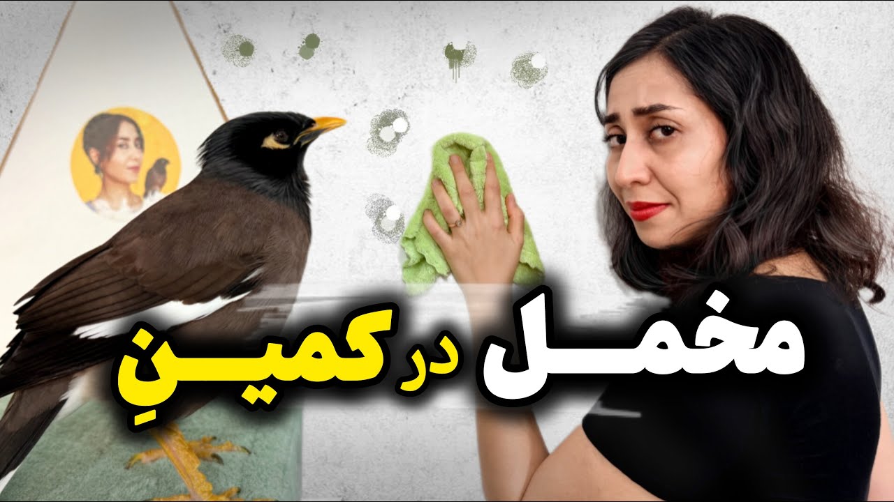 ماجراهای مخمل و مامانش: قسمت دوم / وقتی تمیز میکنی و مخمل در کمین نشسته😃
