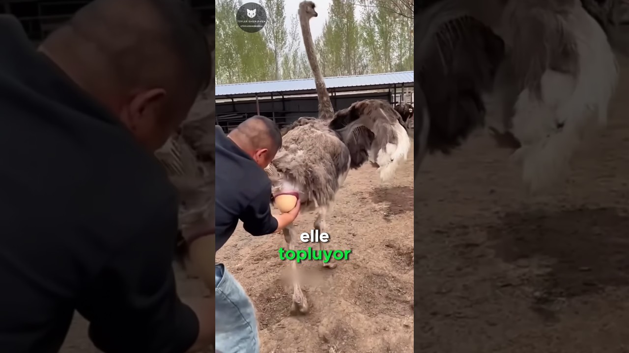 Devekuşu Yumurtaları Neden Havada Kapılıyor? 🦤🥚😱