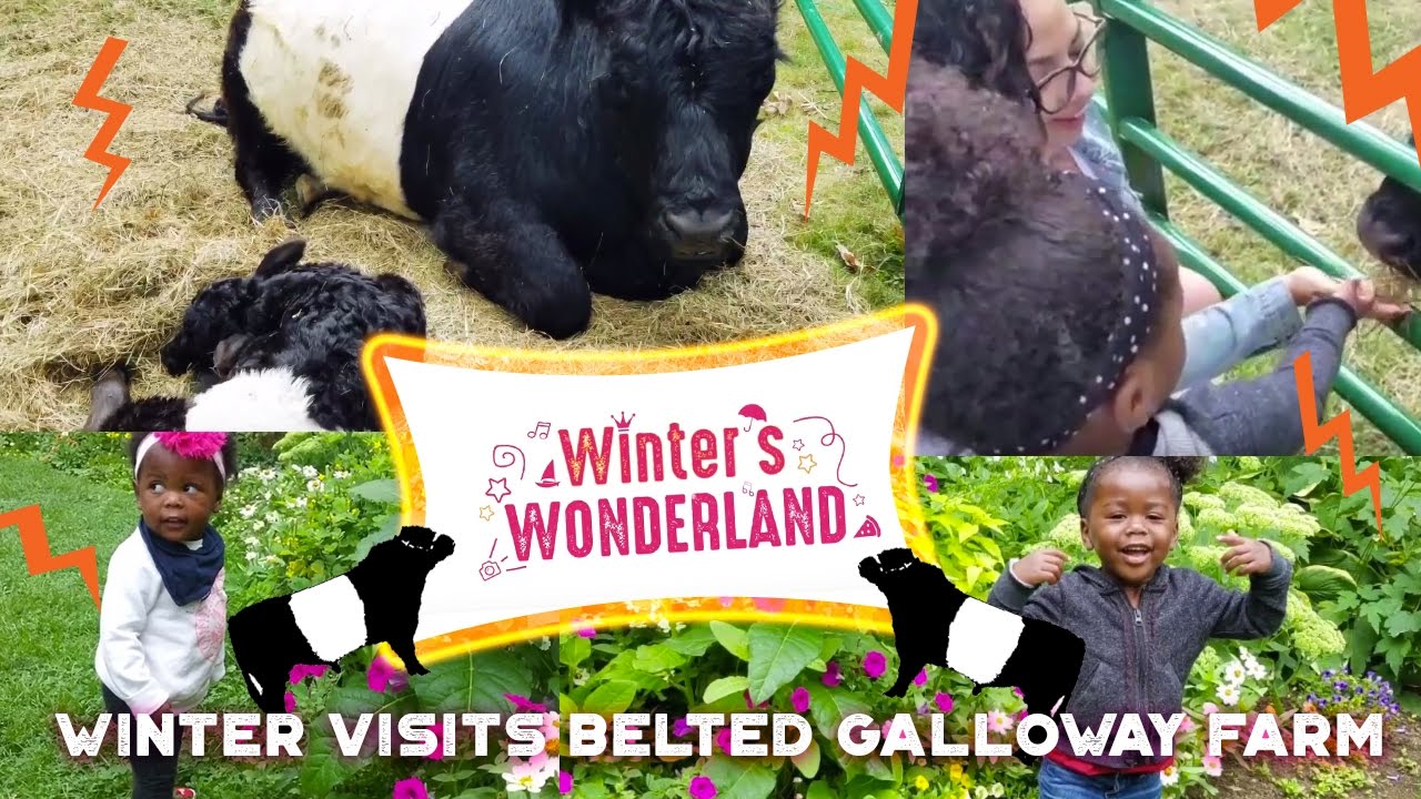 Winter visits Aldermere Farm to see the belted Galloway cows