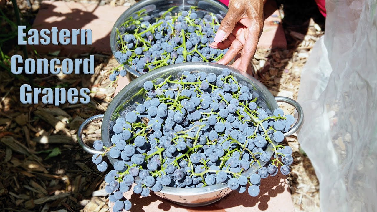 Update / Harvesting My Eastern Concord Grape Vine mp