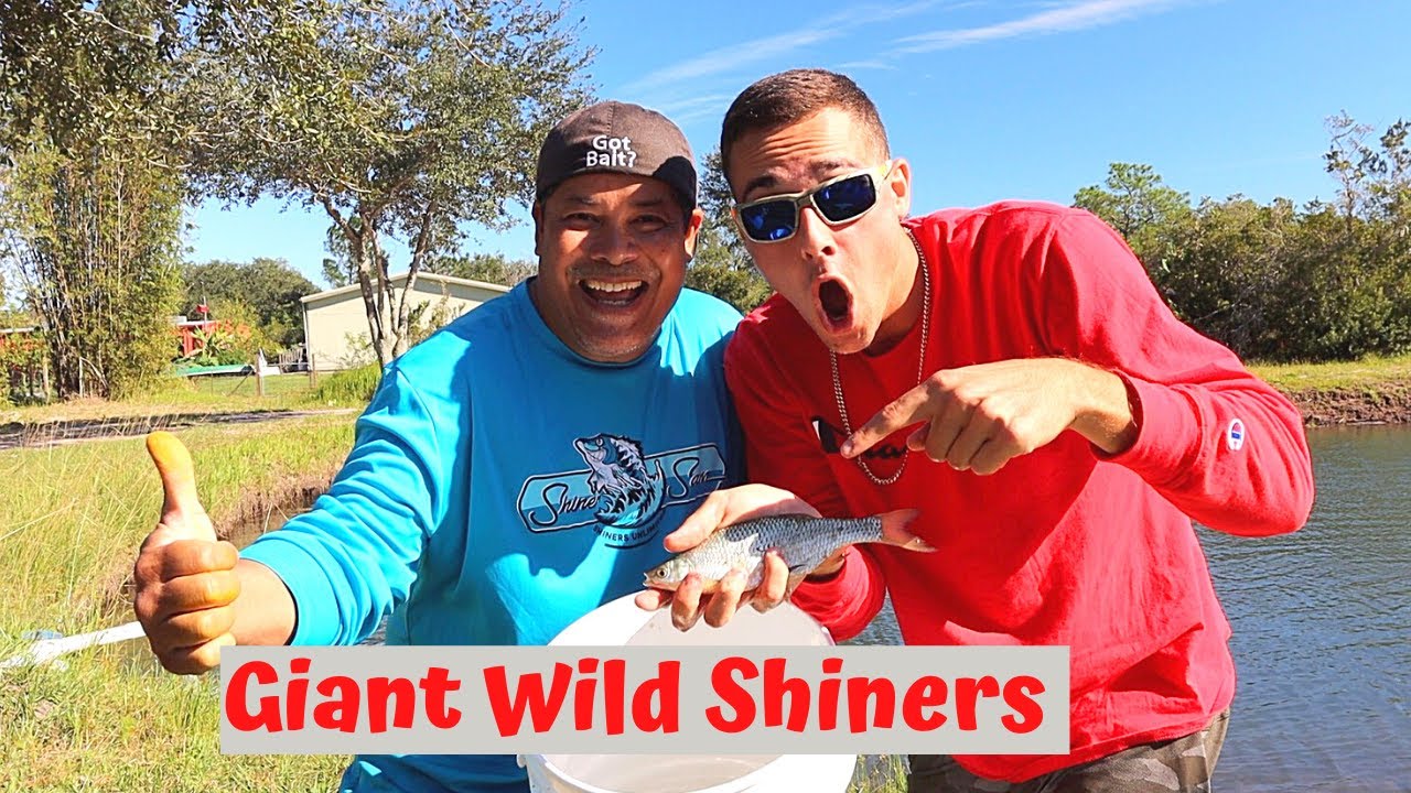 Giant Wild Shiners Vs. Monster Bass