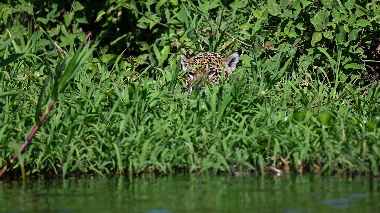 Pantanal – Objective Jaguar