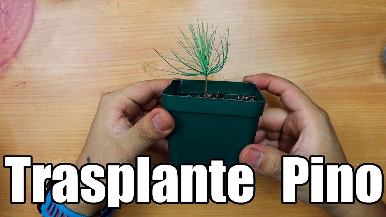 Como Trasplantar pino || Pino michoacano || Pinus Devoniana || México Verde