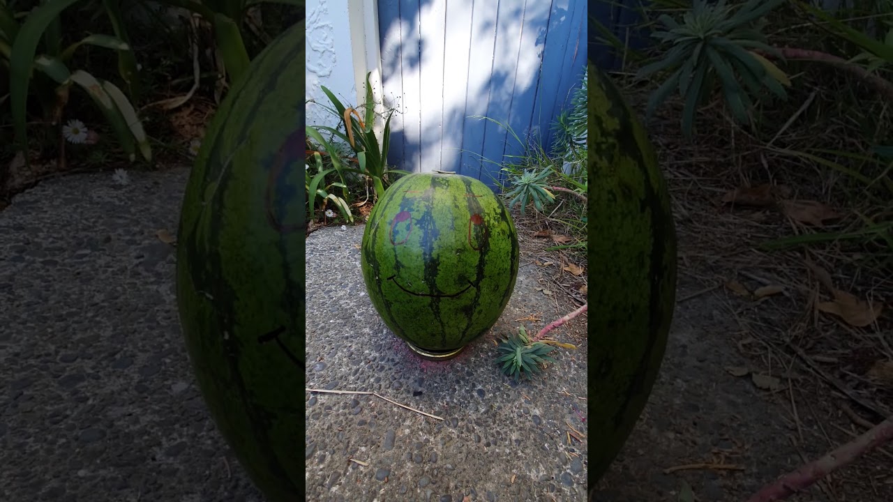 The Bunya Pine Incident