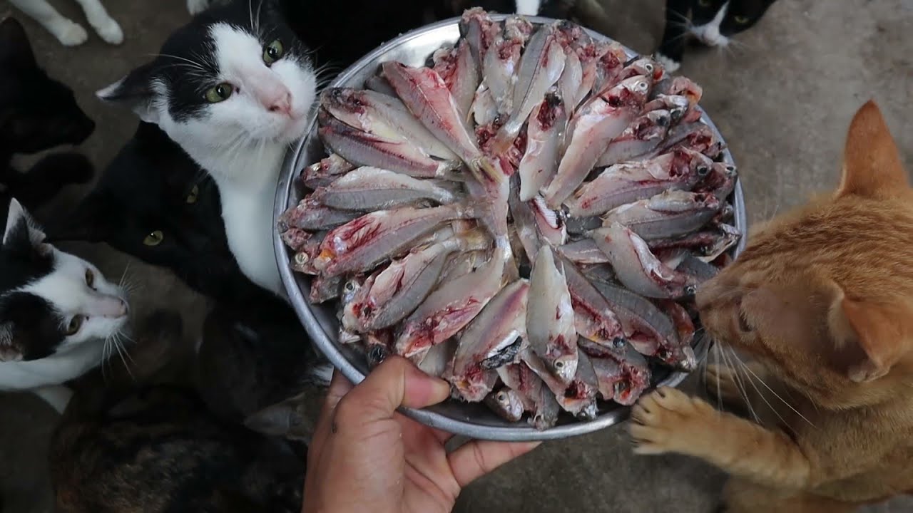 Raw feeding fish for their hungry Cats at the morning