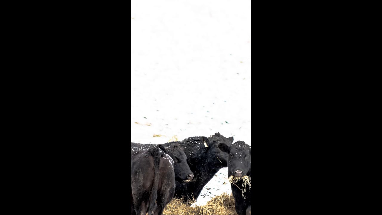 Winter Cattle Tips #shorts