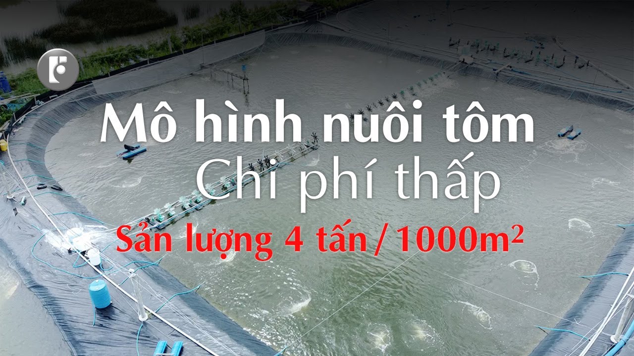 Nuôi Tôm Chi Phí Thấp Hiệu Quả Cùng Chú Bảy Với Sản Lượng 4 Tấn Trên 1000m2