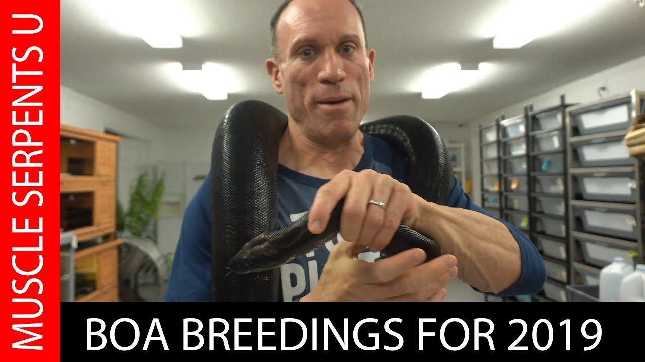 BOA CONSTRICTOR PAIRINGS for 2019