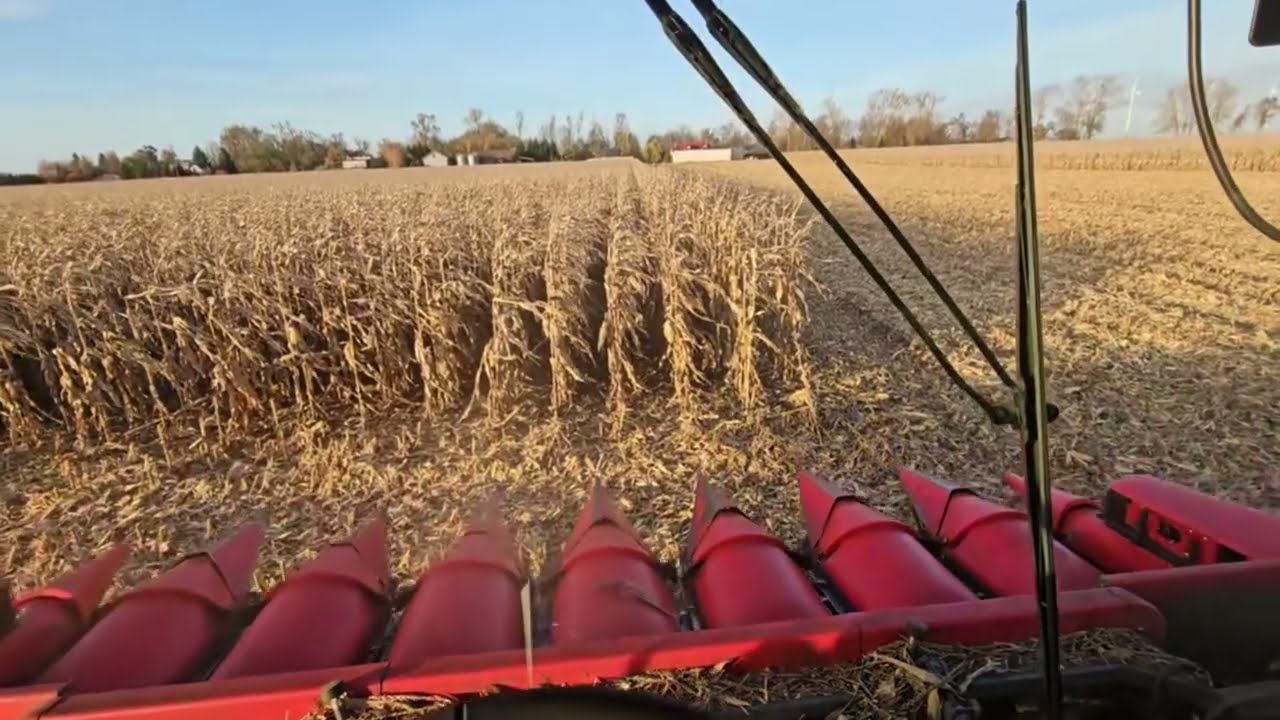 Jak Pracuje przystawka do kukurydzy MAYA