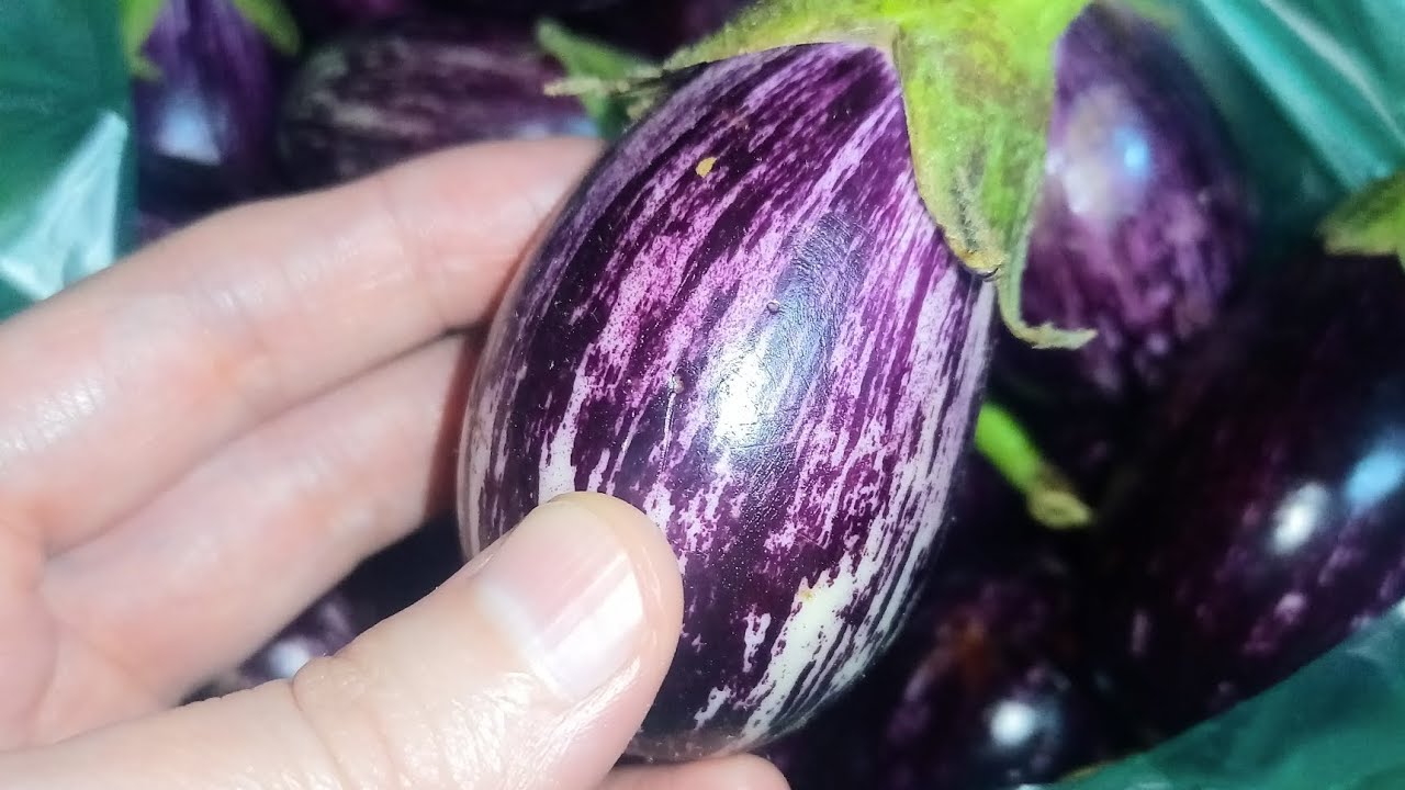 مـونـة الـمـڪــدوس  هـي مـن ألـذ الـأطـبـاق 🍆🧄😋