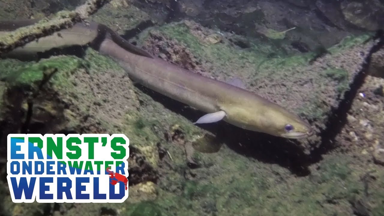 De AAL, oftewel de PALING, wereldreiziger in de polder #20 Ernst's OnderWaterWereld