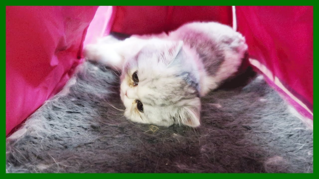 5 Hours At The Emergency Vet
