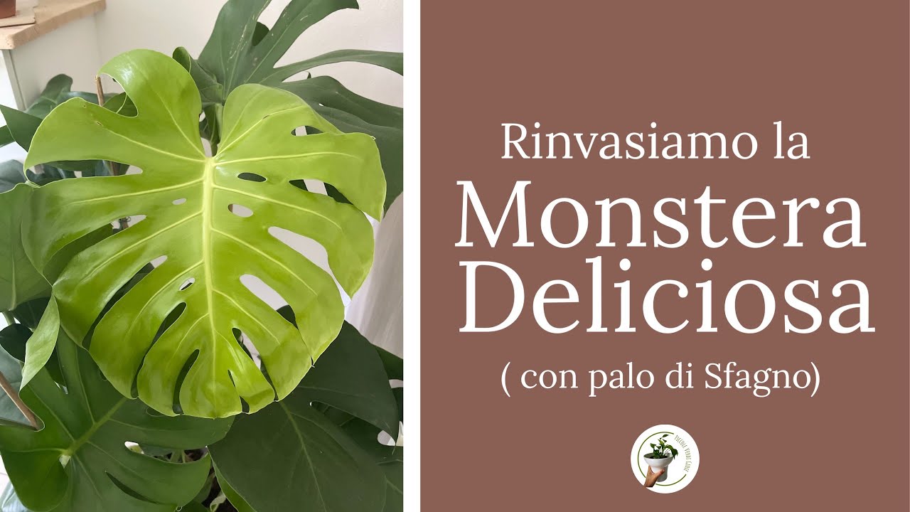 Rinvaso la Monstera | rinvaso con palo di sfagno