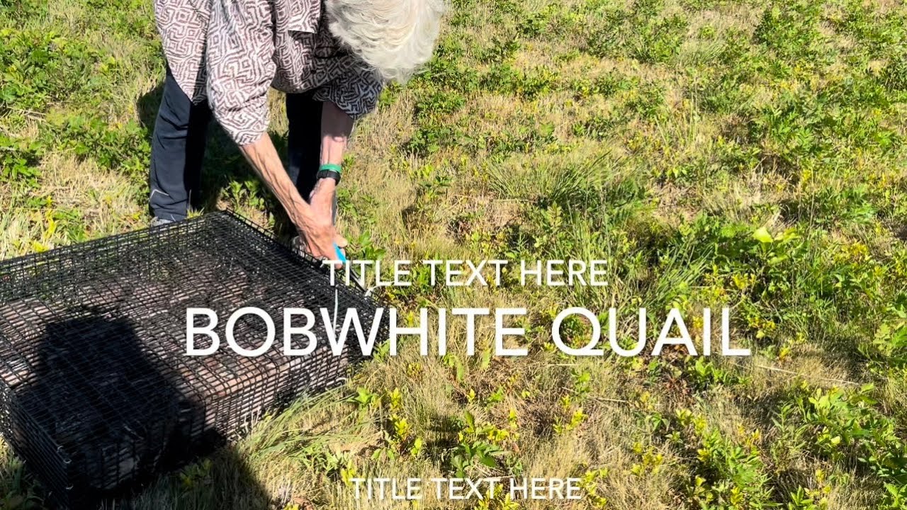 Bobwhite quail release 2022 #bobwhitequail